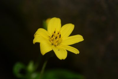 Wedelia urticaefolia, photographed by S.MORE