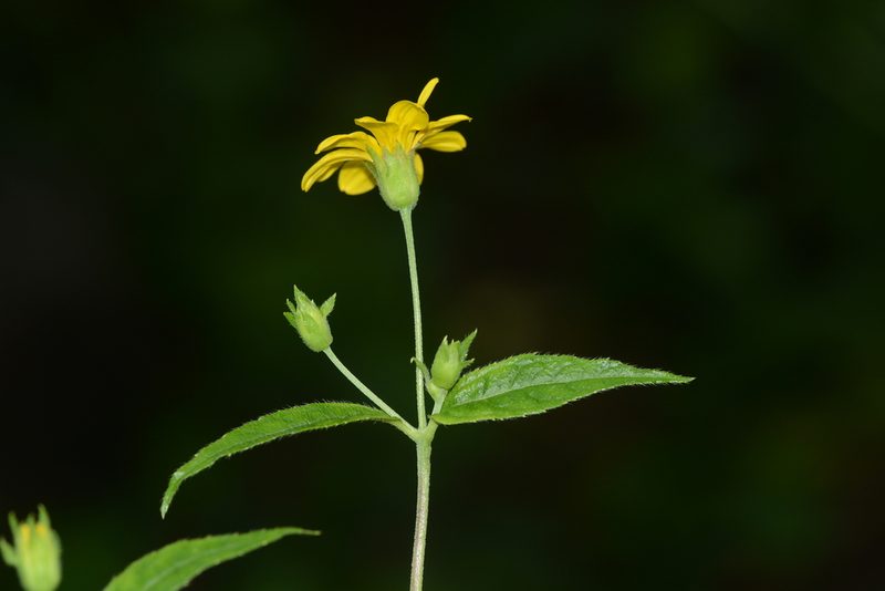 Wedelia urticaefolia, photographed by S.MORE
