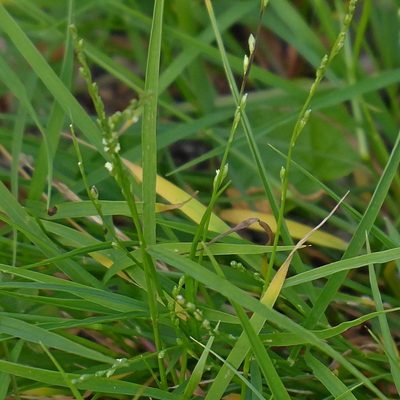 Setaria criniformis, photographed by Max Campbell