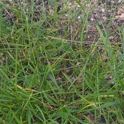 Setaria criniformis, photographed by Max Campbell