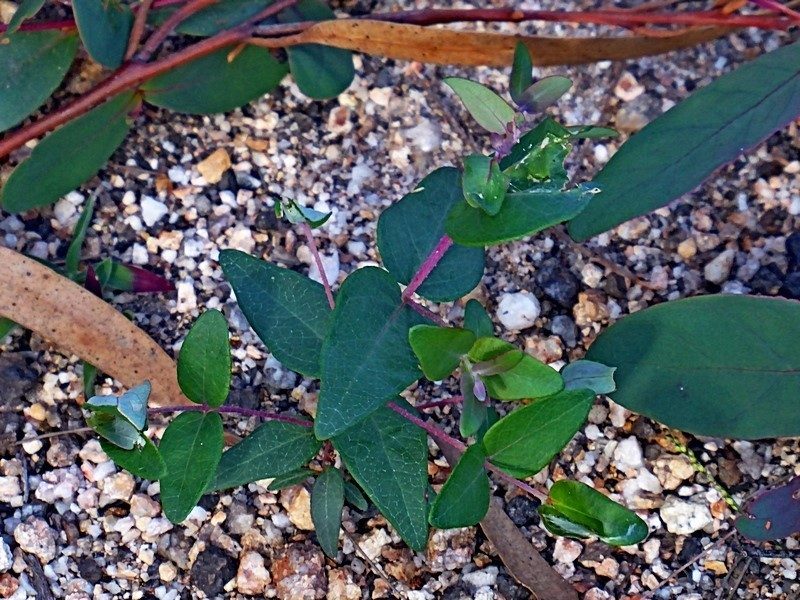 Eucalyptus angophoroides, photographed by Max Campbell