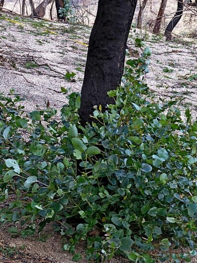 Eucalyptus angophoroides, photographed by Max Campbell