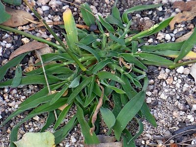 Digitaria ramularis, photographed by Max Campbell