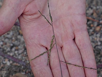 Digitaria ramularis, photographed by Max Campbell