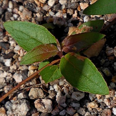 Eucalyptus oblonga, photographed by Max Campbell