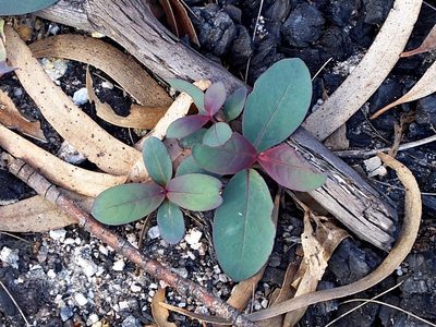 Eucalyptus stenostoma, photographed by Max Campbell