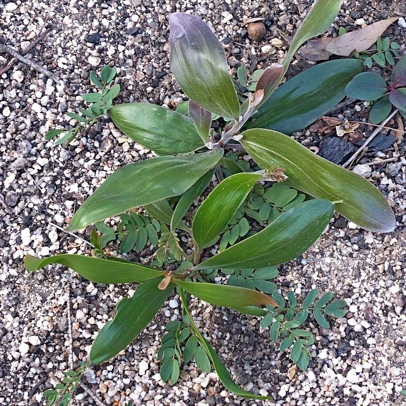 Acacia georgensis, photographed by Max Campbell