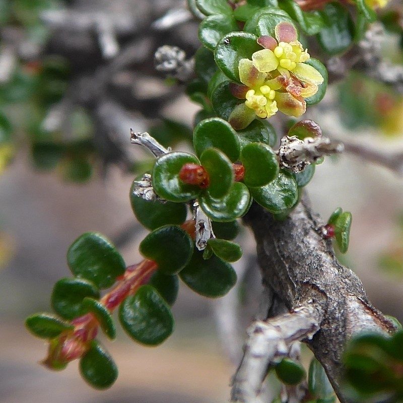 Pseudanthus divaricatissimus, photographed by Max Campbell