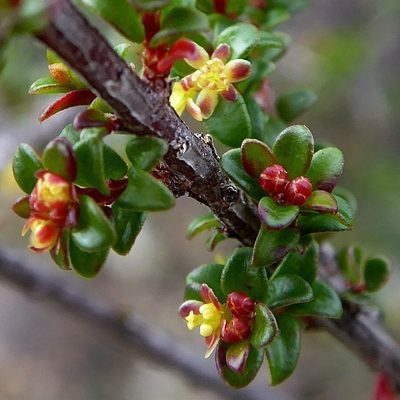 Pseudanthus divaricatissimus, photographed by Max Campbell