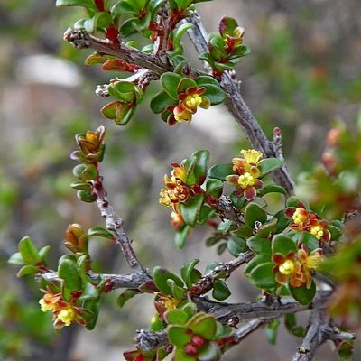 Pseudanthus divaricatissimus, photographed by Max Campbell