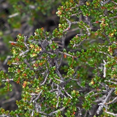 Pseudanthus divaricatissimus, photographed by Max Campbell