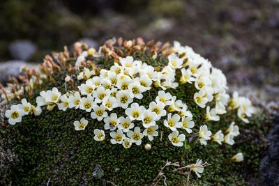 Diapensia obovata, photographed by Евгений Егорейченков
