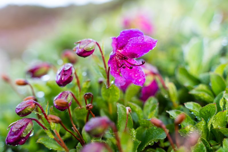 Rhododendron camtschaticum, photographed by Евгений Егорейченков