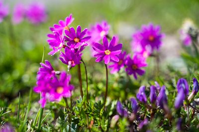 Primula cuneifolia, photographed by Евгений Егорейченков