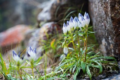 Gentiana algida, photographed by Евгений Егорейченков