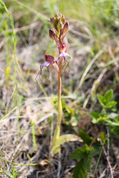 Himantoglossum comperianum, photographed by Евгений Егорейченков