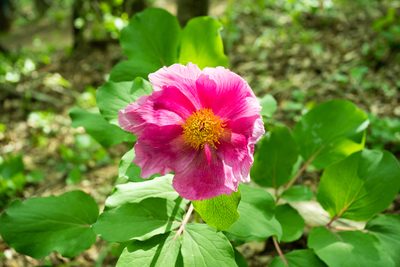 Paeonia daurica, photographed by Евгений Егорейченков