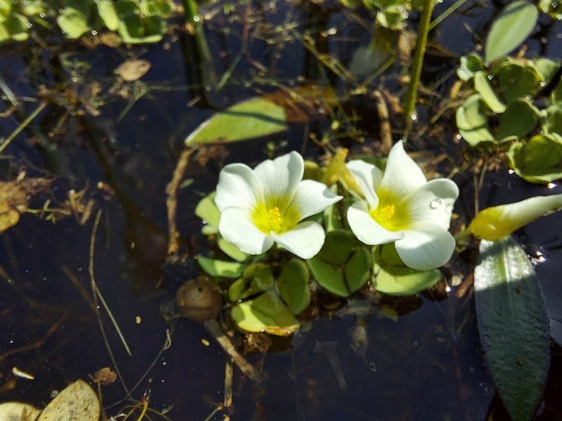 Oxalis natans, photographed by Jacques van der Merwe