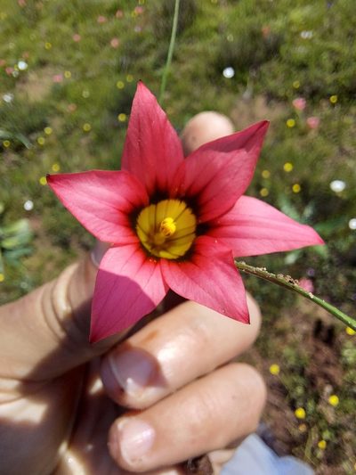 Romulea eximia, photographed by Jacques van der Merwe