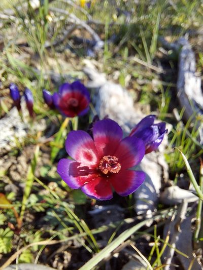 Geissorhiza eurystigma, photographed by Jacques van der Merwe