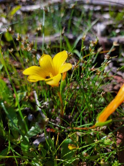 Romulea saldanhensis, photographed by Jacques van der Merwe