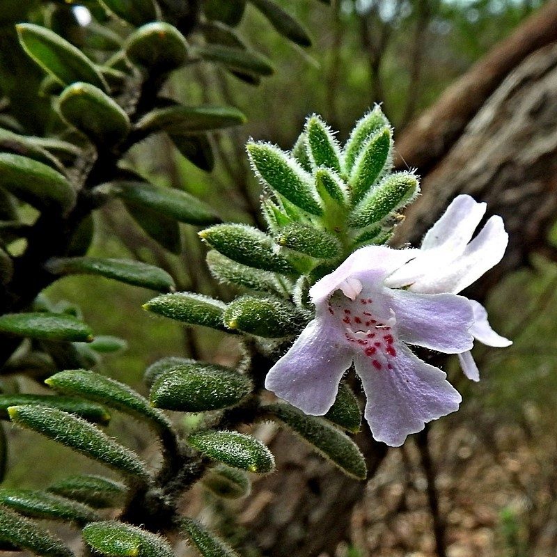 Westringia davidii, photographed by Max Campbell