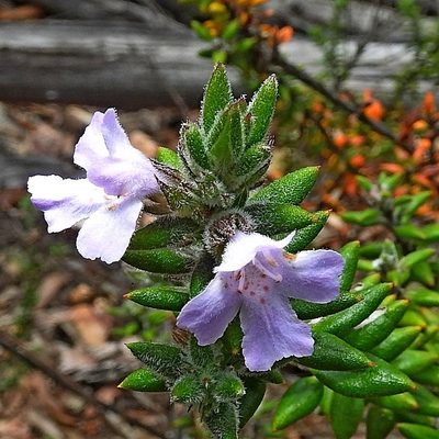 Westringia davidii, photographed by Max Campbell