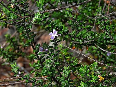 Westringia davidii, photographed by Max Campbell