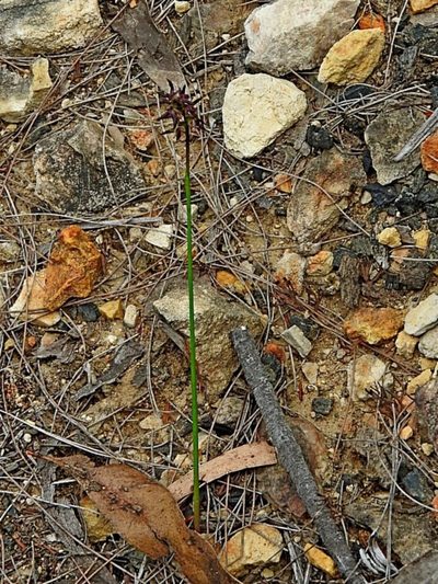 Genoplesium rhyoliticum, photographed by Max Campbell