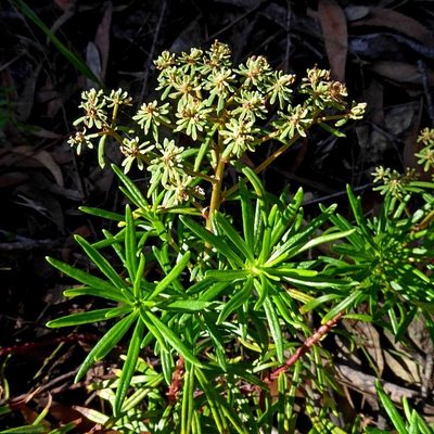 Poranthera corymbosa, photographed by Max Campbell