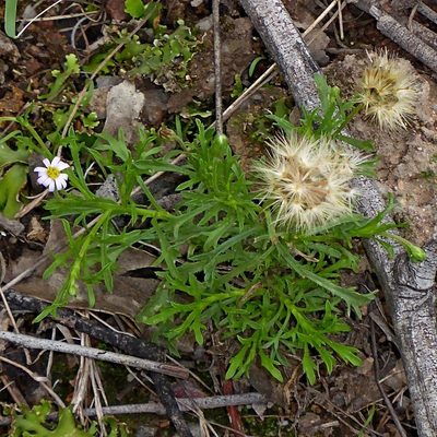 Vittadinia muelleri, photographed by Max Campbell