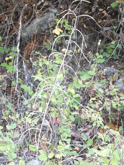 Boechera pauciflora, photographed by dougbrown
