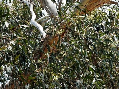 Eucalyptus bosistoana, photographed by Max Campbell