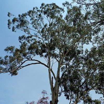 Eucalyptus bosistoana, photographed by Max Campbell