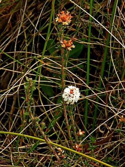 Epacris breviflora, photographed by Max Campbell
