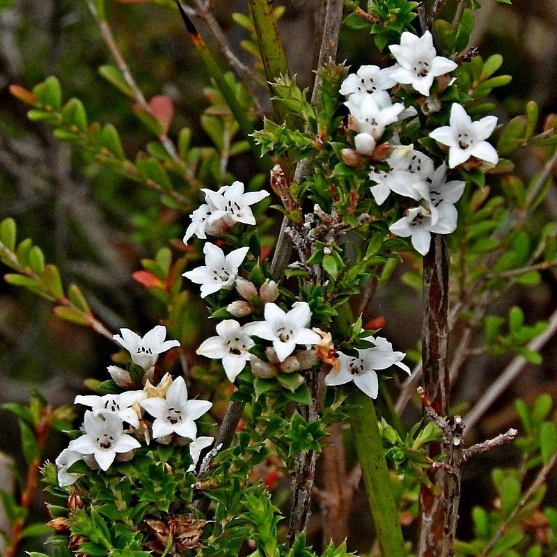 Epacris breviflora, photographed by Max Campbell