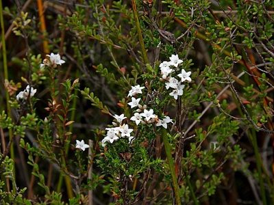 Epacris breviflora, photographed by Max Campbell
