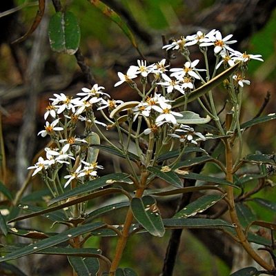 Olearia megalophylla, photographed by Max Campbell