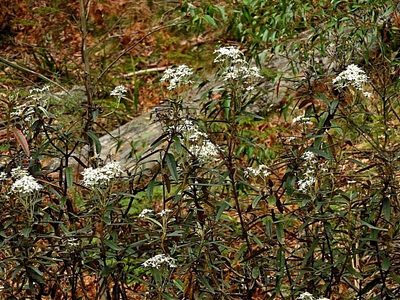 Olearia megalophylla, photographed by Max Campbell