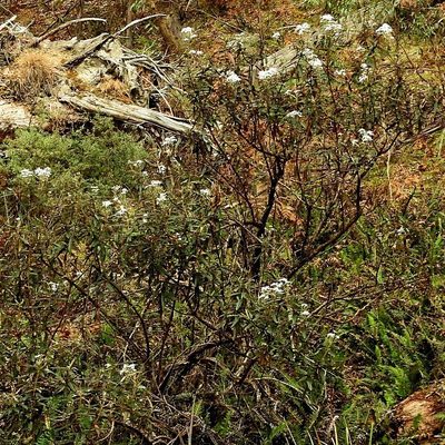 Olearia megalophylla, photographed by Max Campbell