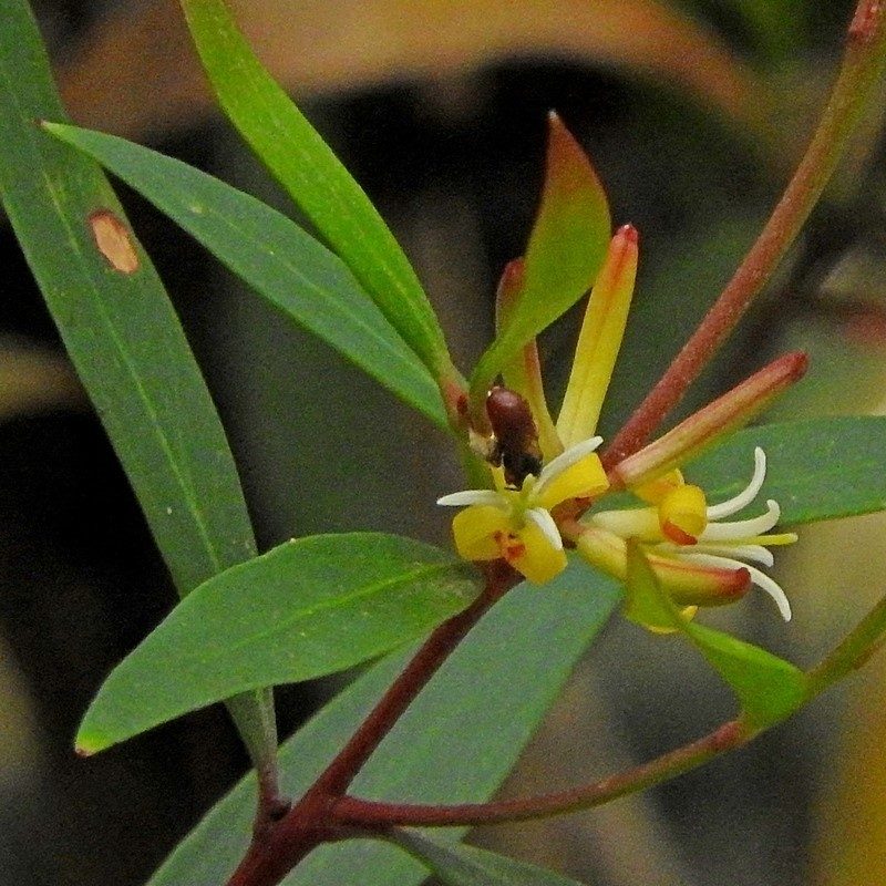 Persoonia silvatica, photographed by Max Campbell