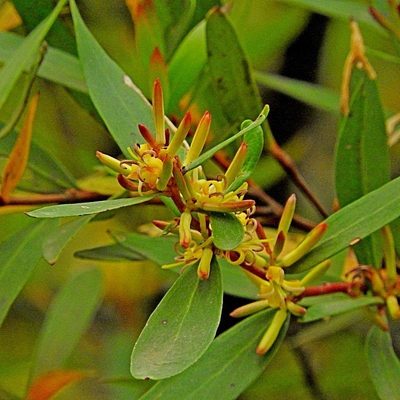 Persoonia silvatica, photographed by Max Campbell