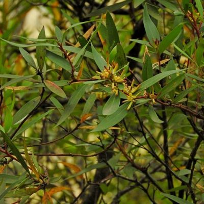 Persoonia silvatica, photographed by Max Campbell