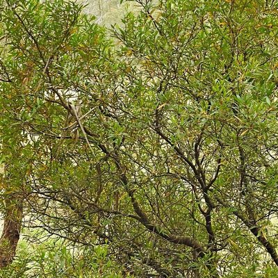 Persoonia silvatica, photographed by Max Campbell