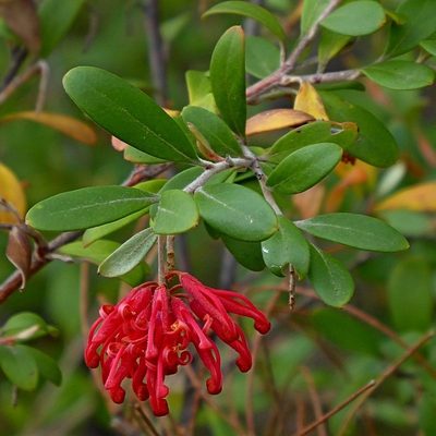 Grevillea parvula, photographed by Max Campbell