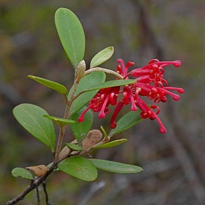 Grevillea parvula, photographed by Max Campbell