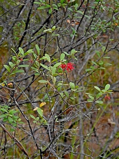 Grevillea parvula, photographed by Max Campbell
