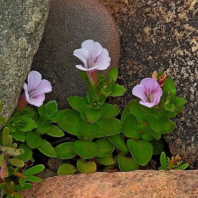 Gratiola peruviana, photographed by Max Campbell
