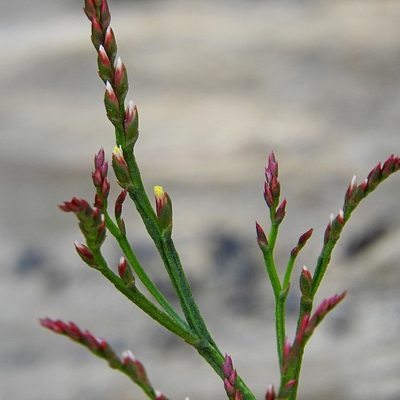 Limonium australe, photographed by Max Campbell