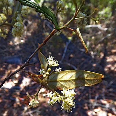 Pomaderris wendlandiana, photographed by Max Campbell